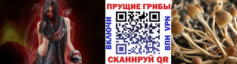 Псилоцибиновые грибы Psilocybine cubensis  Северская 